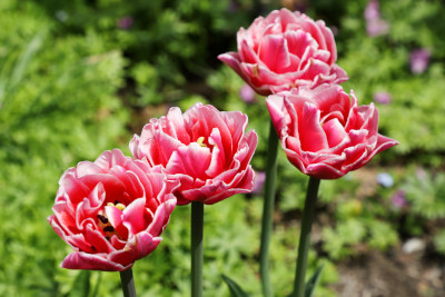 Fancy tulips